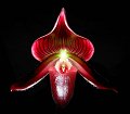 Paph. Dark Force x Ruby Peacock